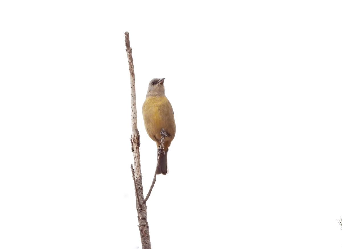 Blue-and-yellow Tanager - ML643844217