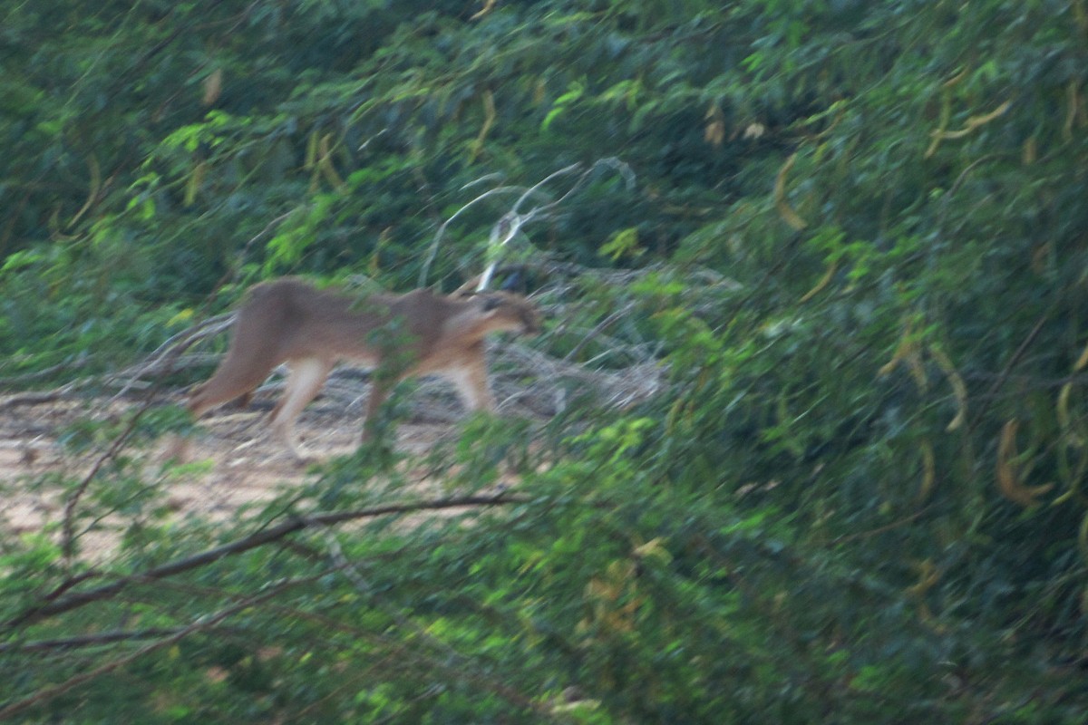 Caracal - ML643844221