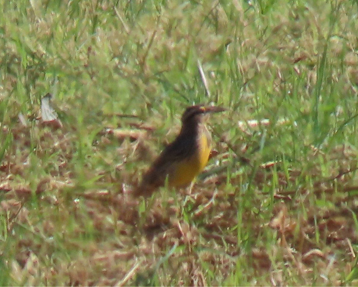 Eastern Meadowlark - ML643844226