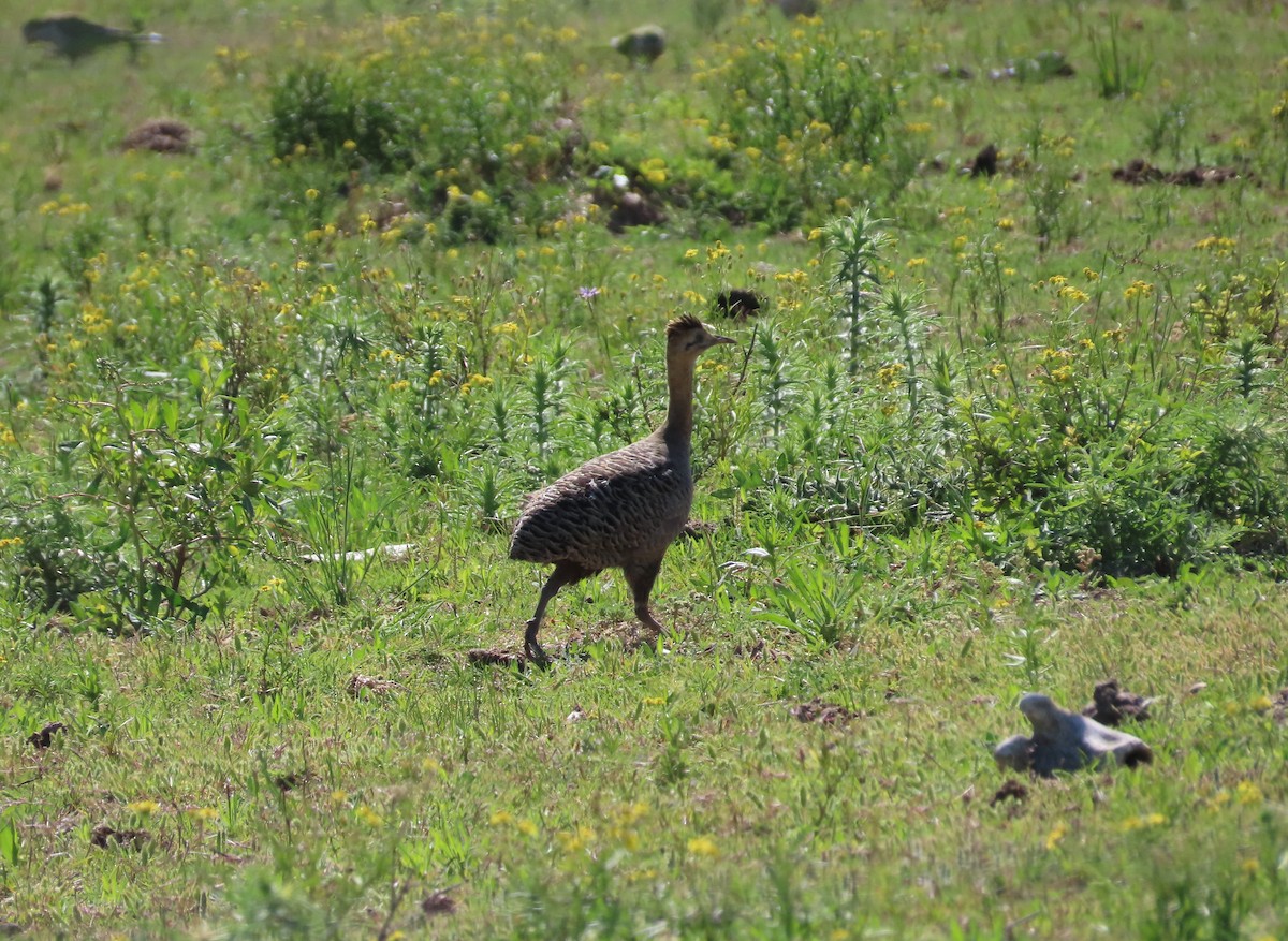 Red-winged Tinamou - ML643844231