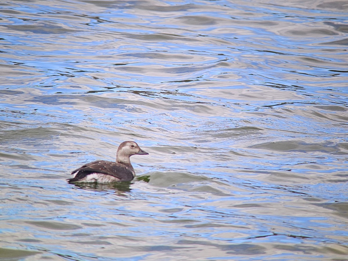 Long-tailed Duck - ML643844236