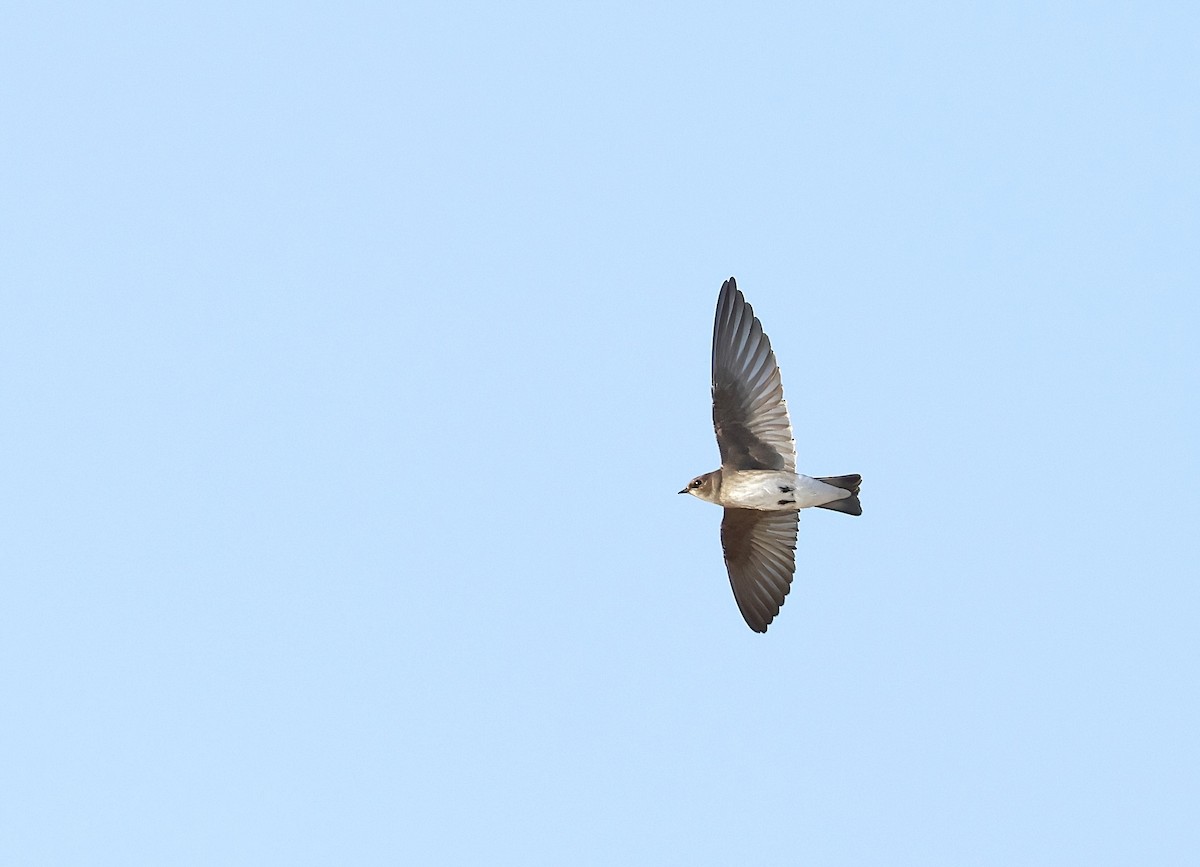 Northern Rough-winged Swallow - ML643844237