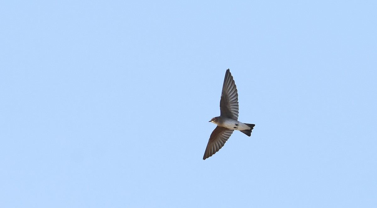 Northern Rough-winged Swallow - ML643844238