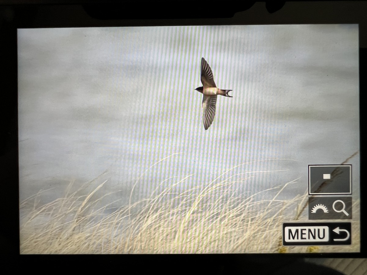 Barn Swallow - ML643844248