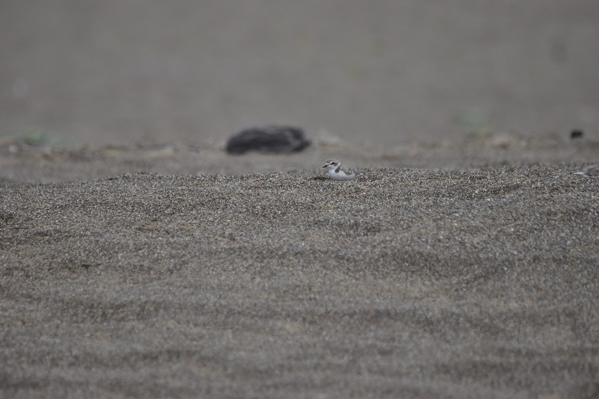 Snowy Plover - ML643844250