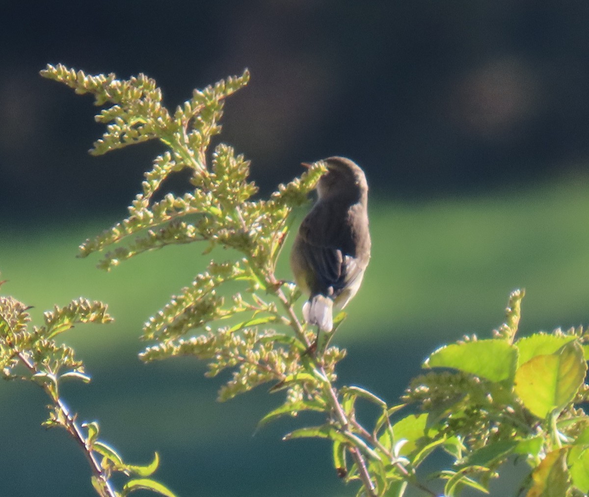 Palm Warbler - ML643844262