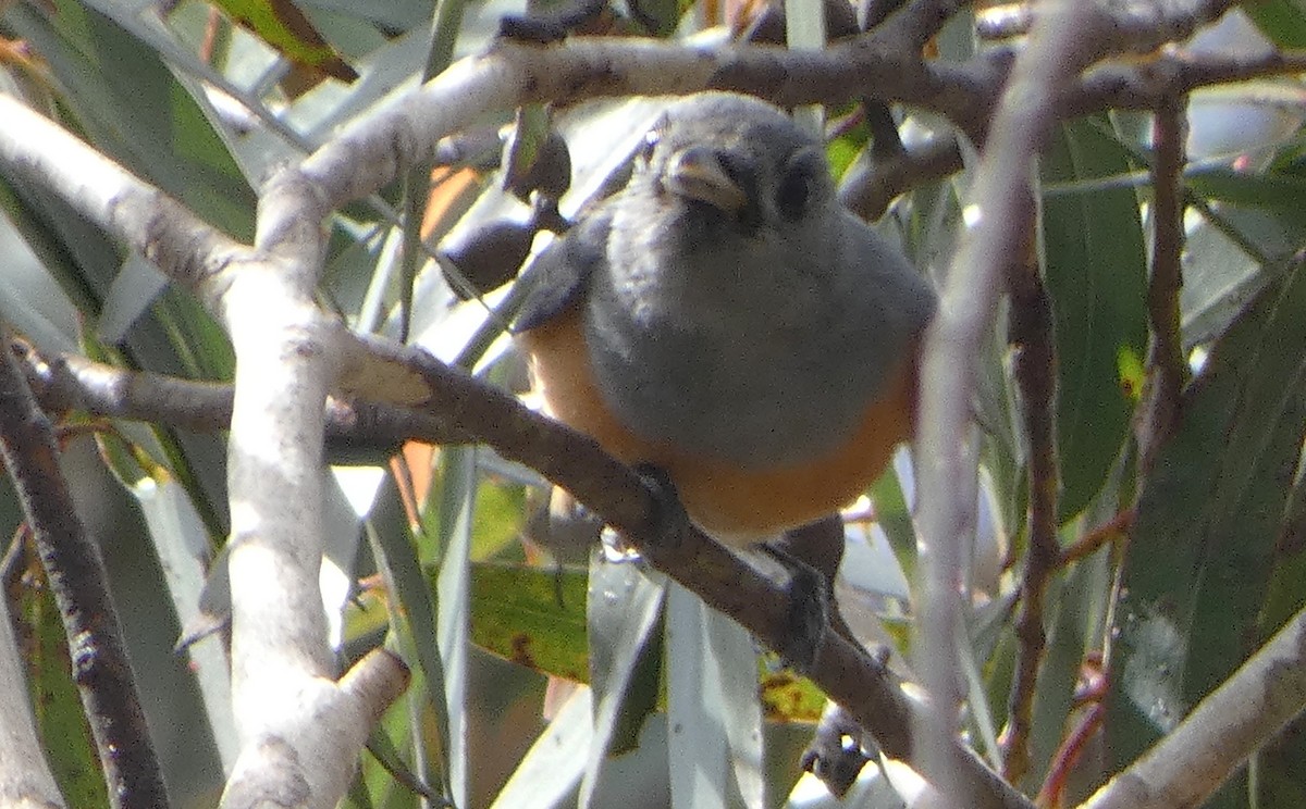 Black-faced Monarch - ML643844267