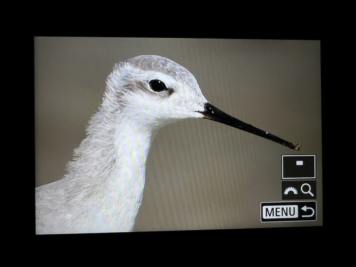 Wilson's Phalarope - ML643844279