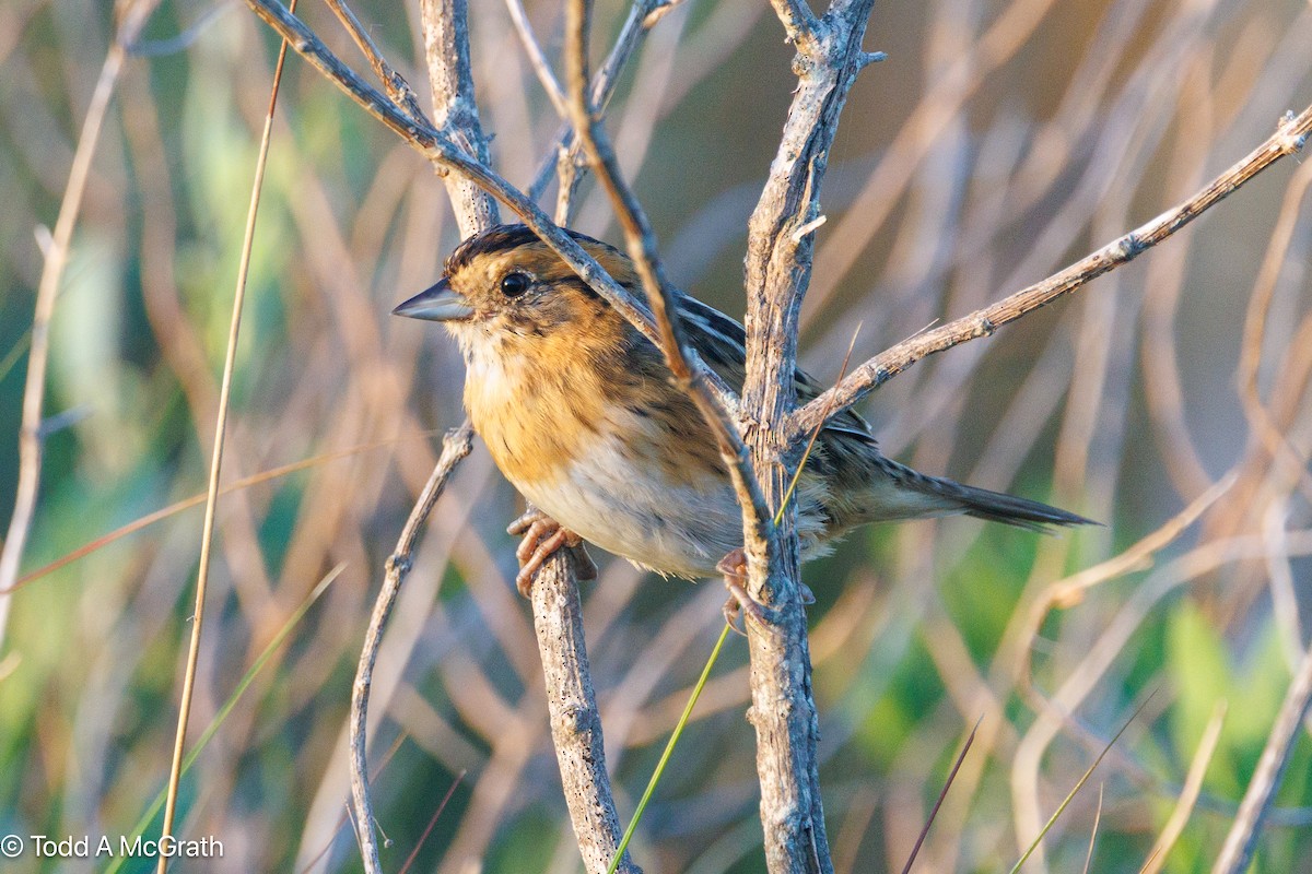 Nelson's Sparrow - ML643844283