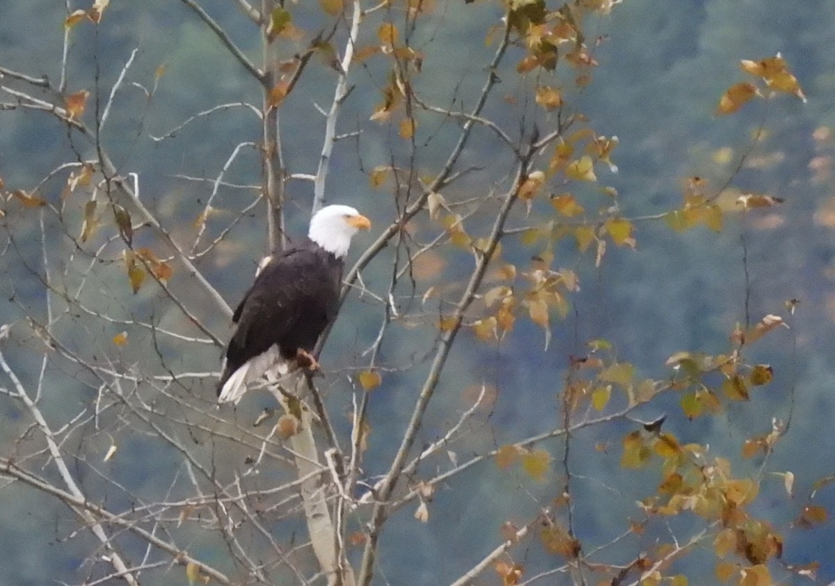 Bald Eagle - ML643844286