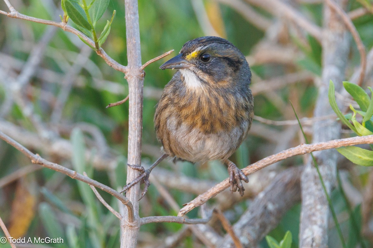 Seaside Sparrow - ML643844289