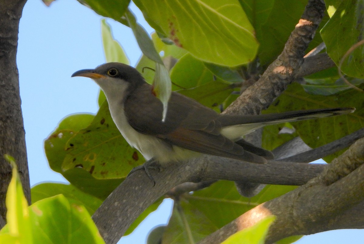 Yellow-billed Cuckoo - ML643844301