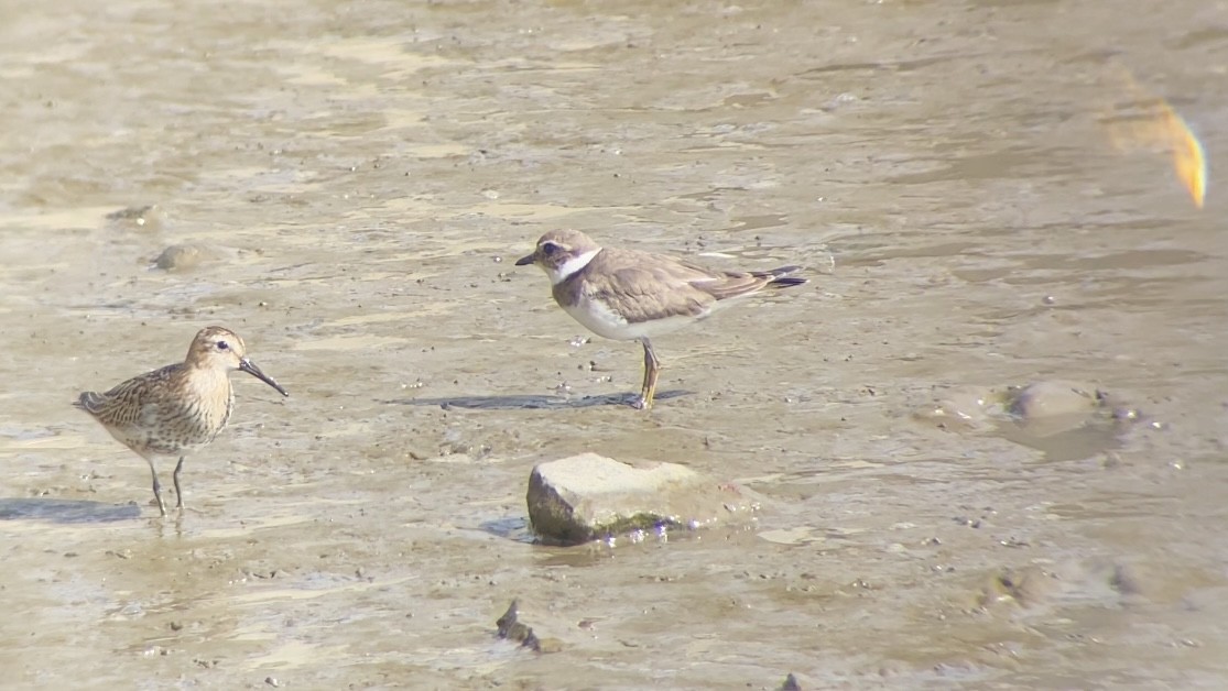 Common Ringed Plover - ML643844309