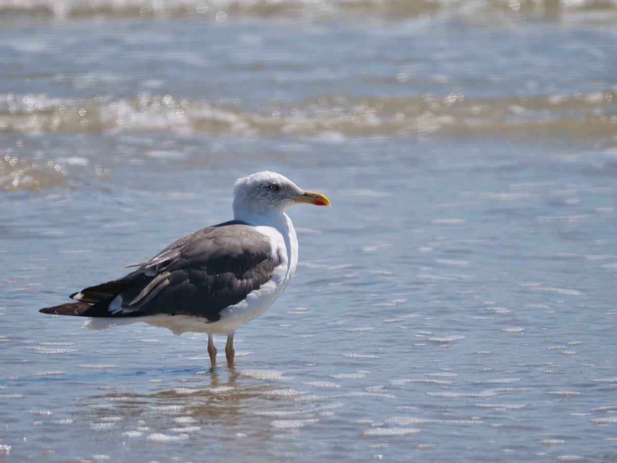 ニシセグロカモメ - ML643844314