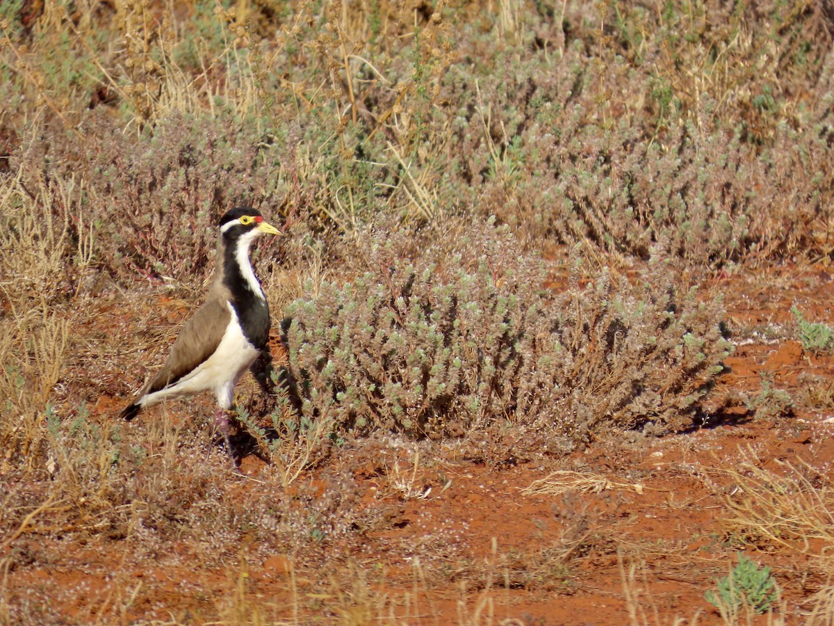 Banded Lapwing - ML643844329