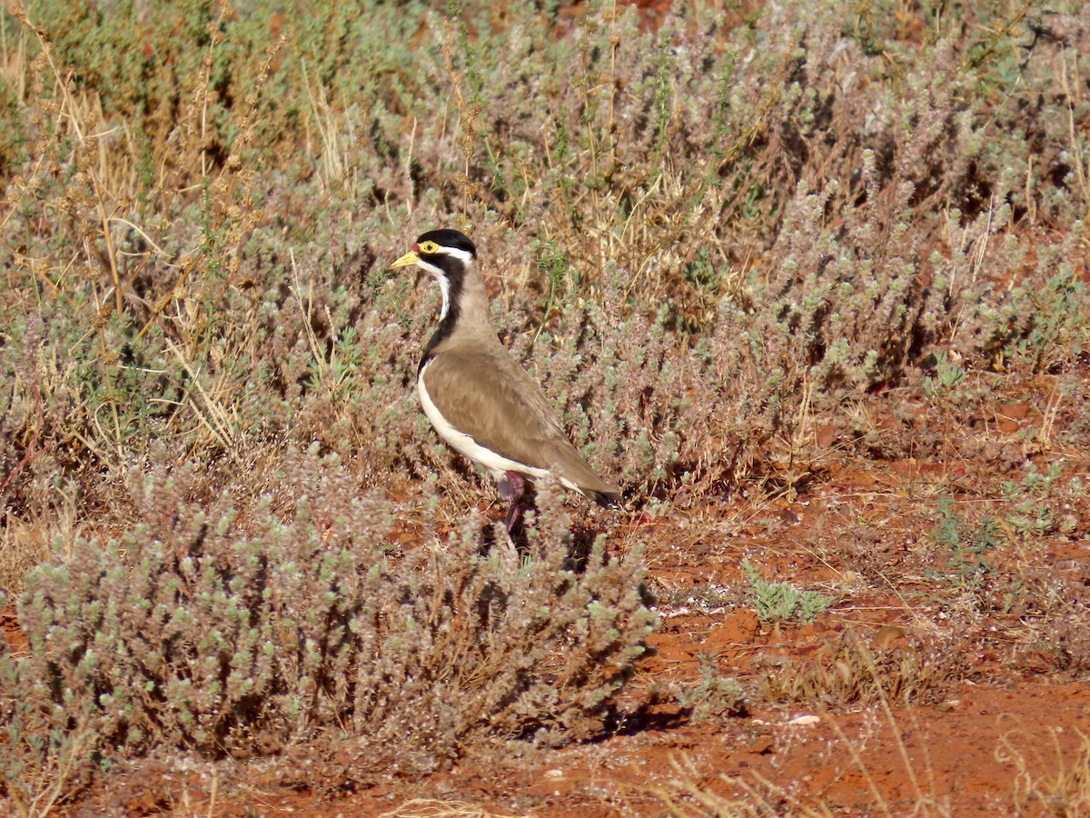 Banded Lapwing - ML643844330