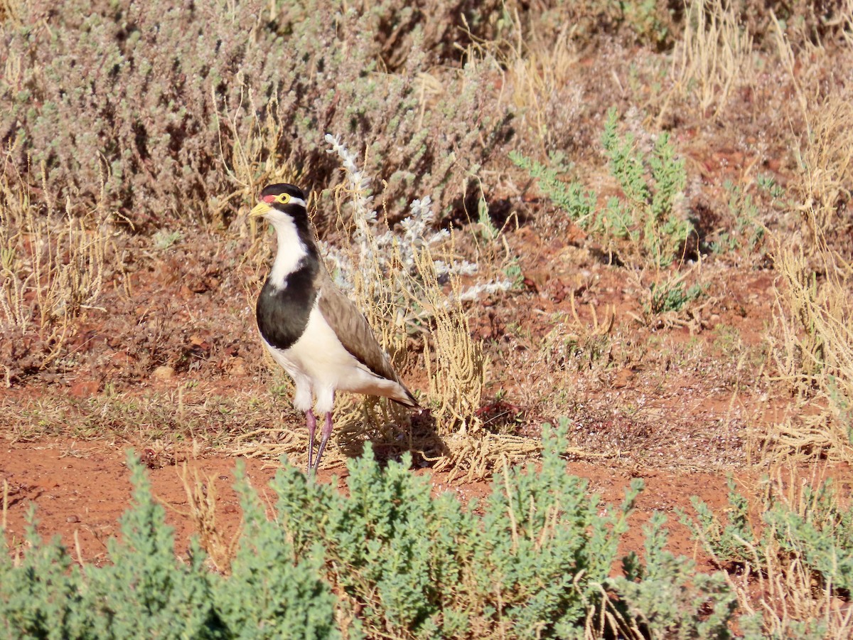 Banded Lapwing - ML643844331