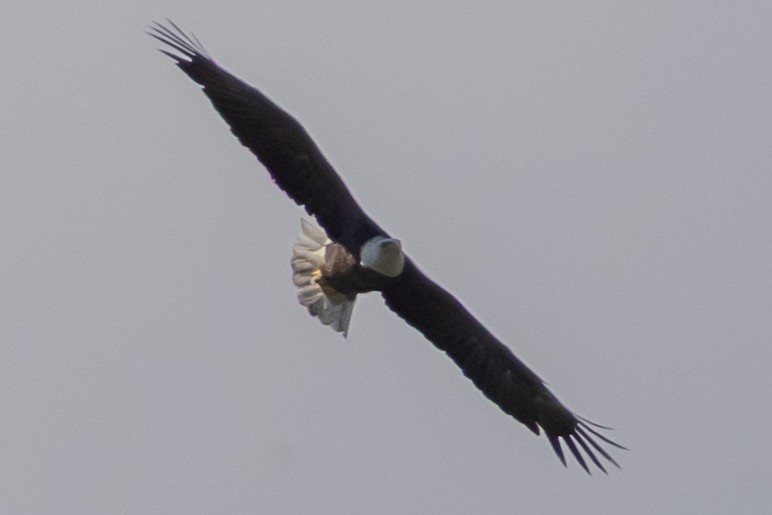 Bald Eagle - ML643844334