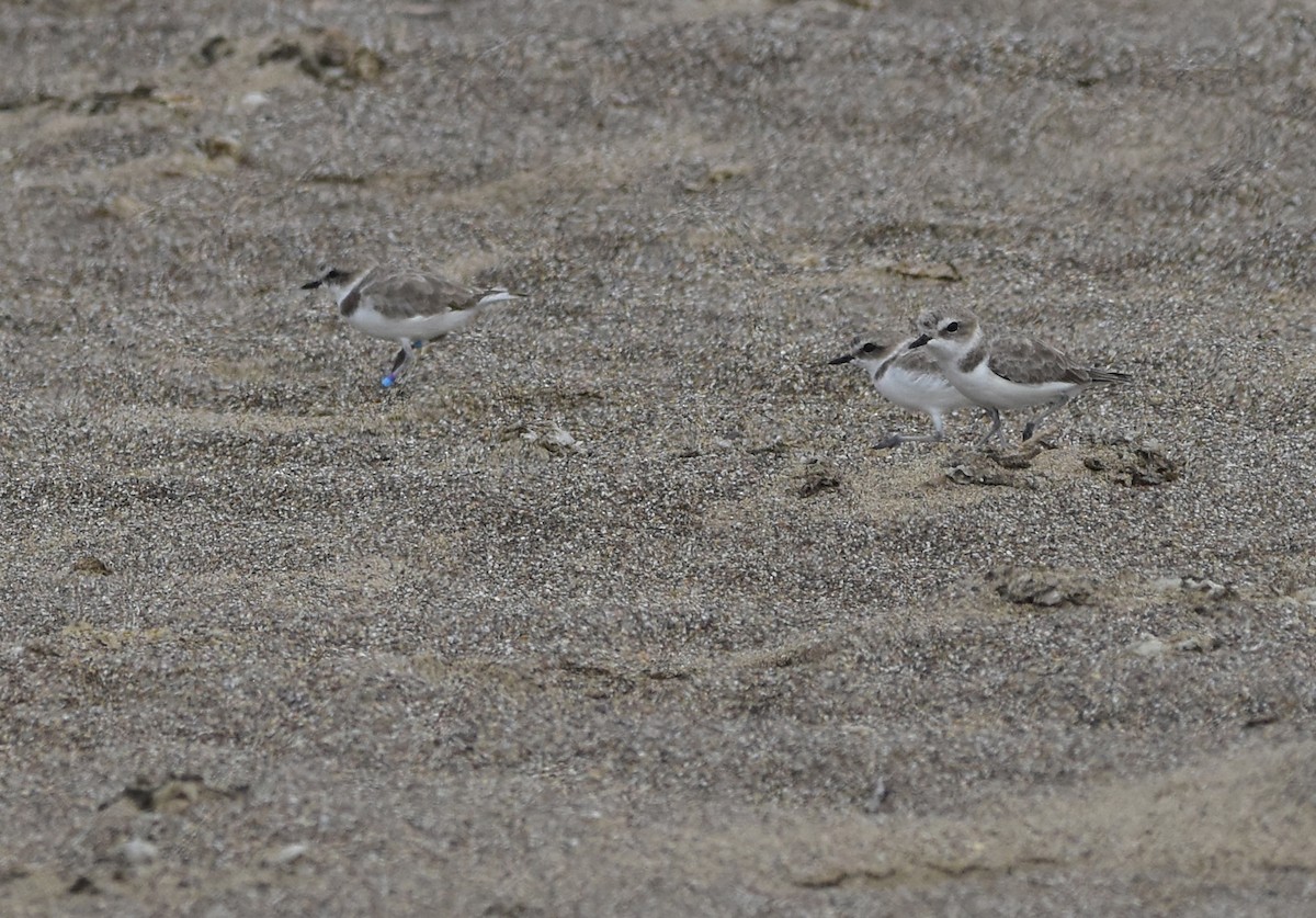 Snowy Plover - ML643844340