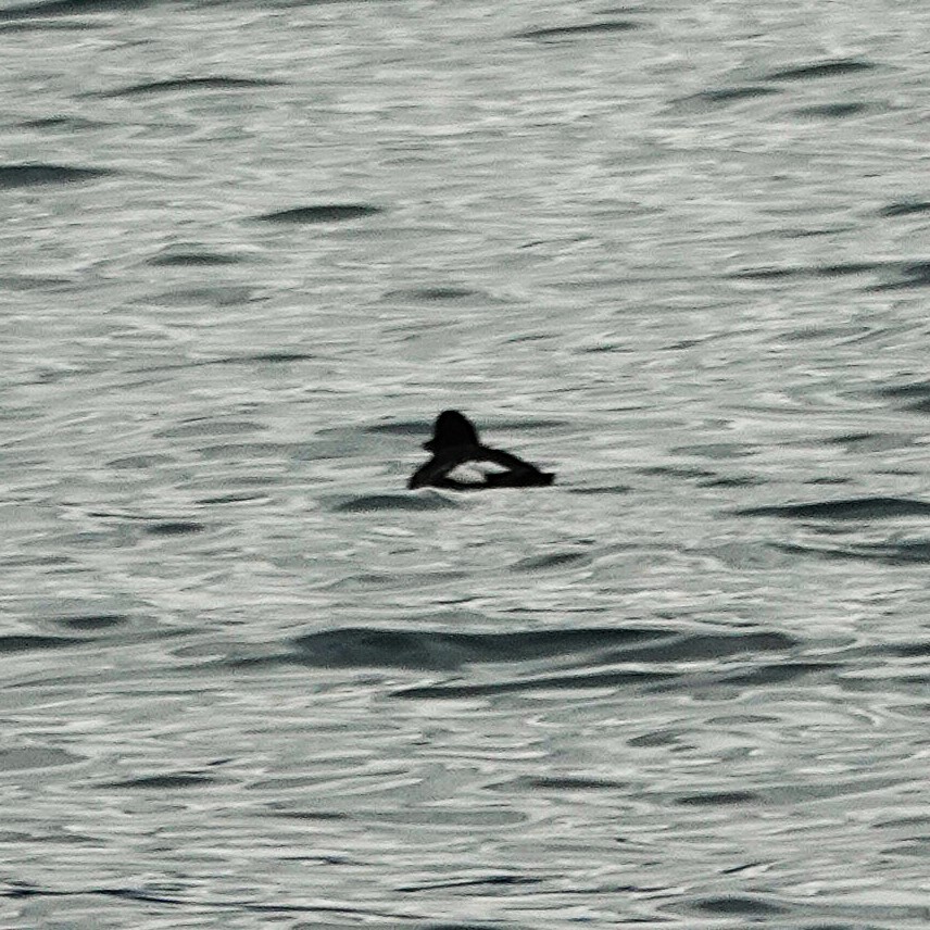 Pigeon Guillemot - ML643844341