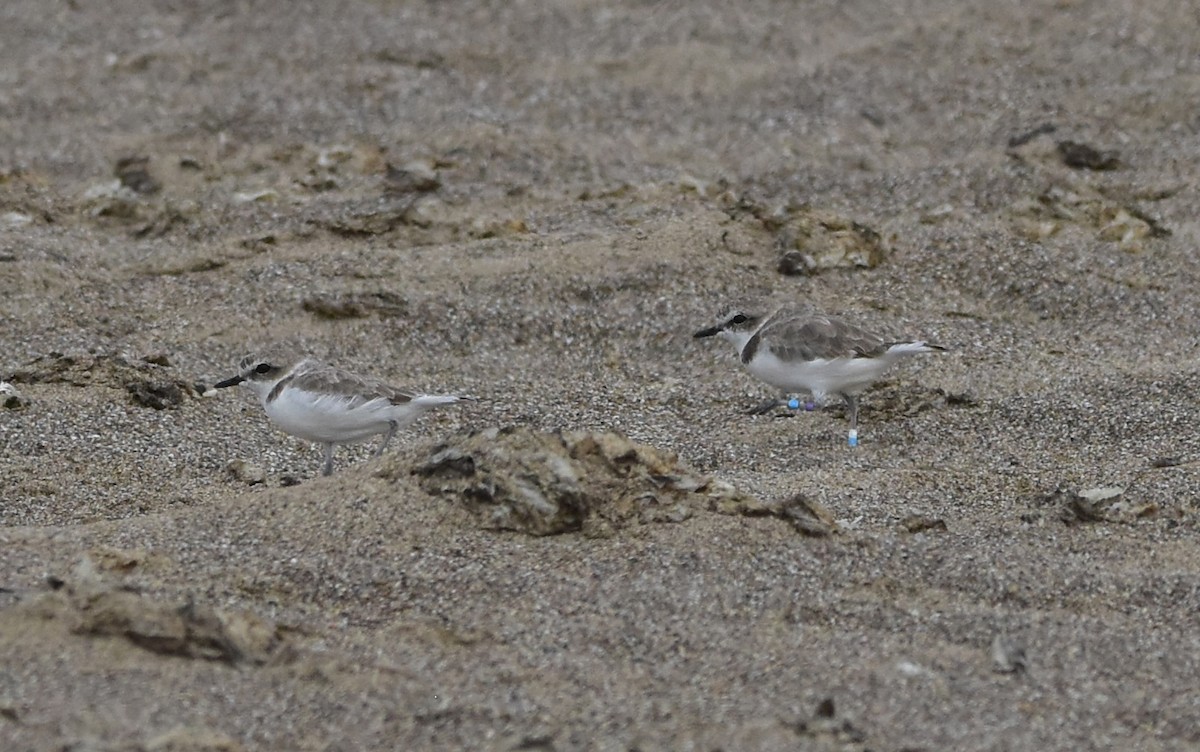 Snowy Plover - ML643844363