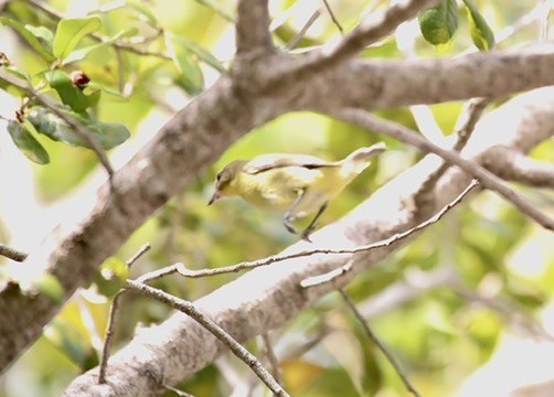 Philadelphia Vireo - ML643844367