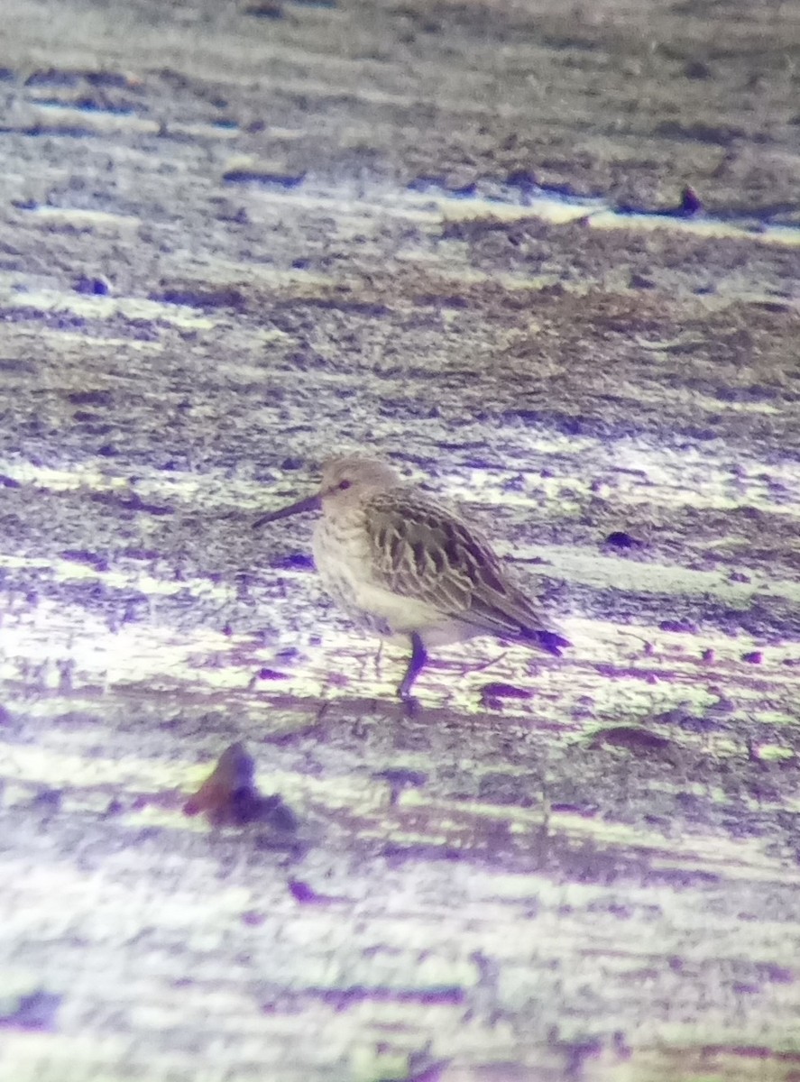 Dunlin - ML643844370