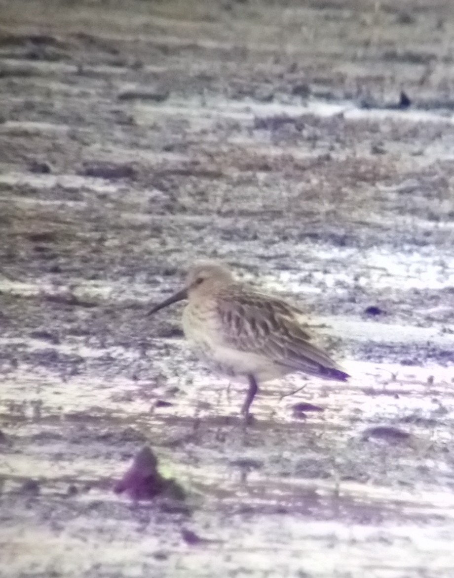 Dunlin - ML643844371