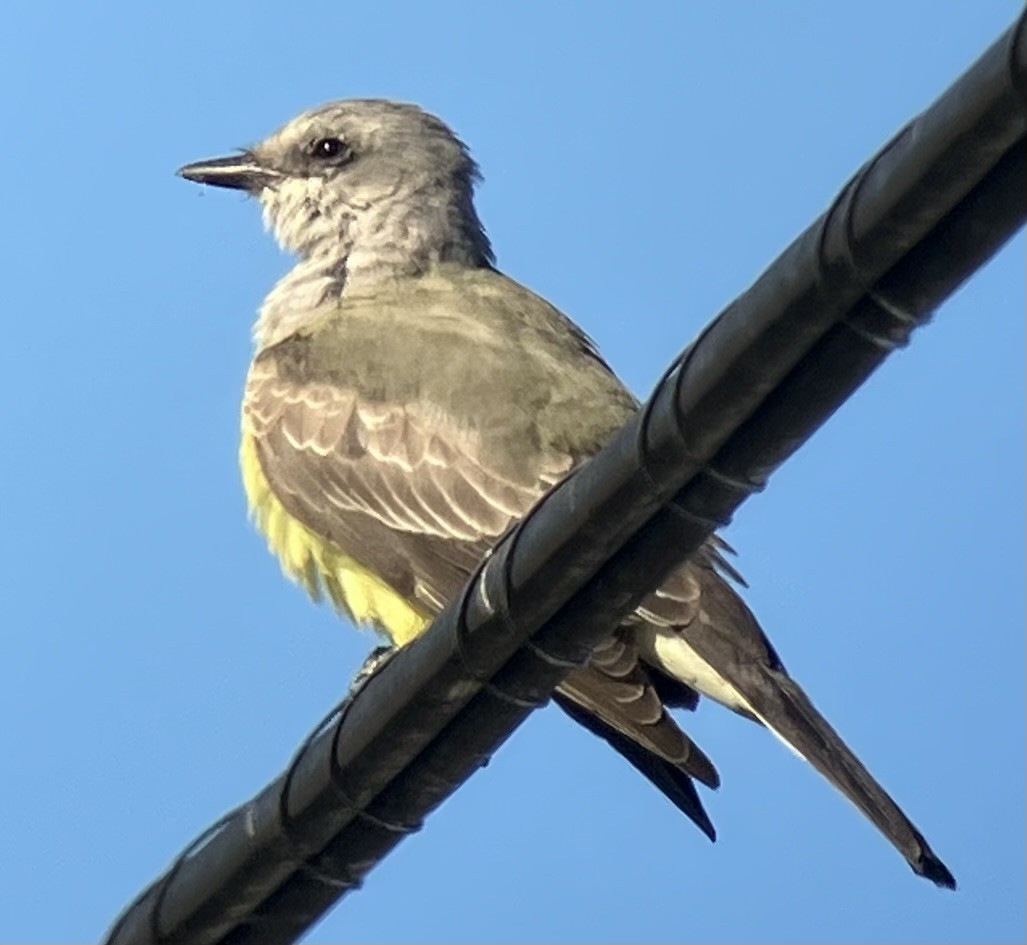 Western Kingbird - ML643844380