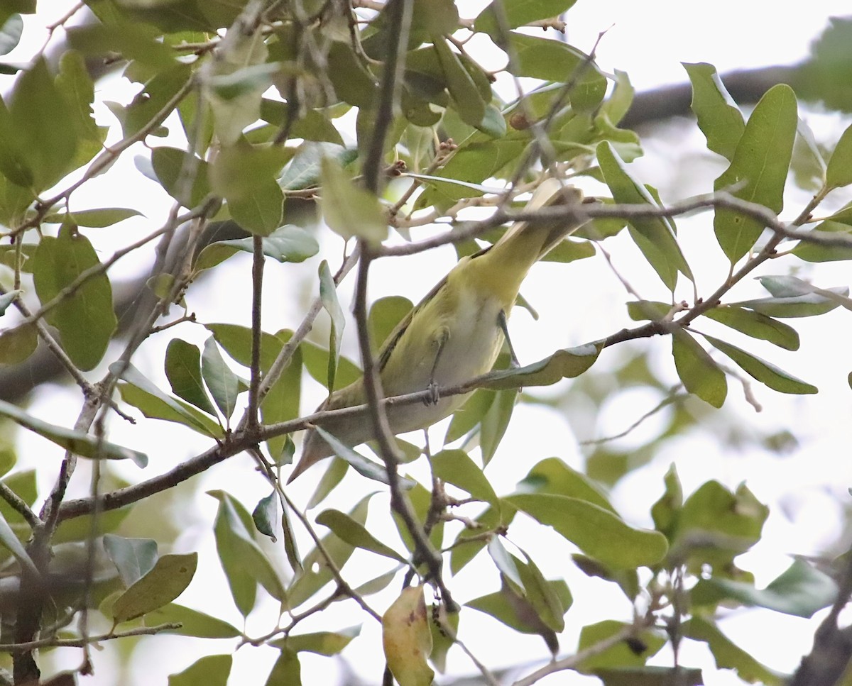Yellow-green Vireo - ML643844382