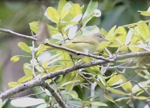 Yellow-green Vireo - ML643844388