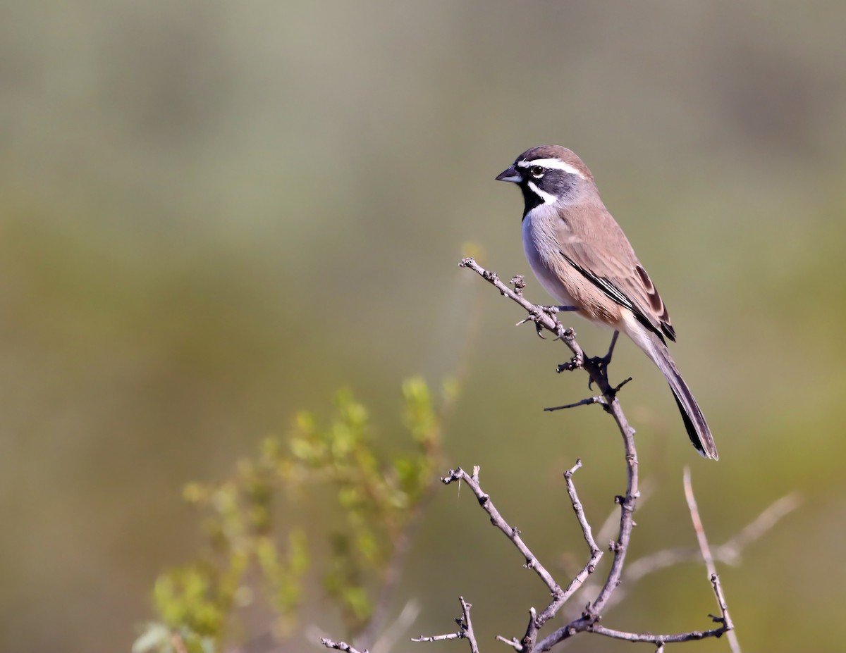 Black-throated Sparrow - ML643844443