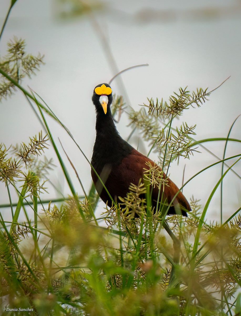 Northern Jacana - ML643844444