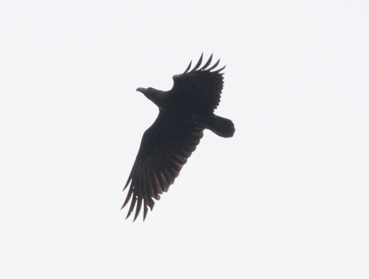 White-necked Raven - ML643844451