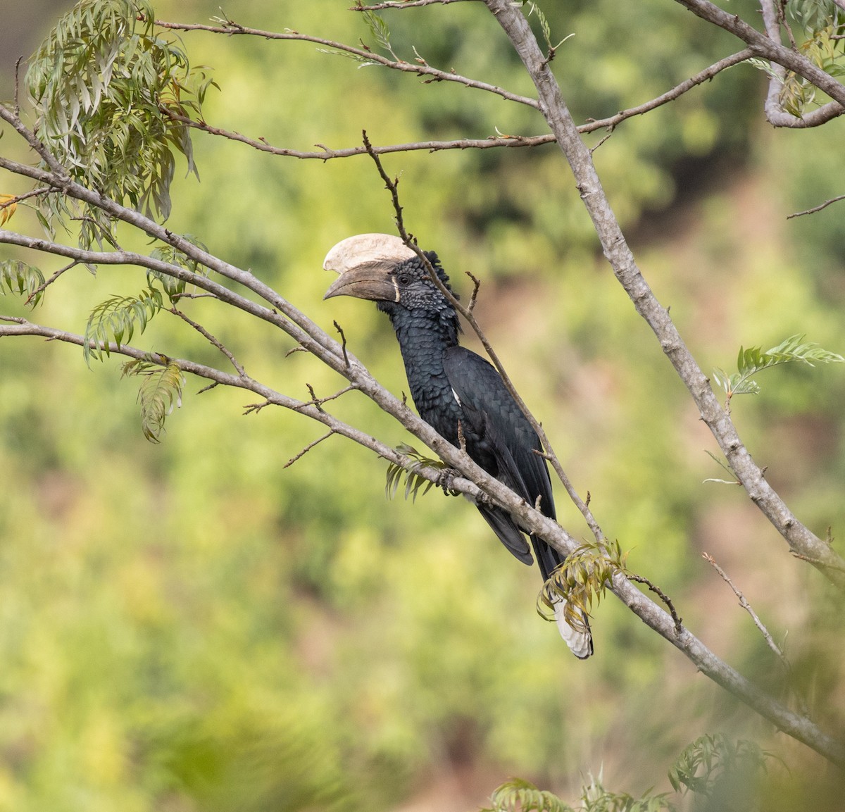 Silberwangen-Hornvogel - ML643844457
