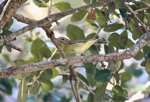 Philadelphia Vireo - ML643844460