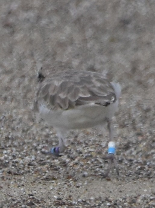 Snowy Plover - ML643844466