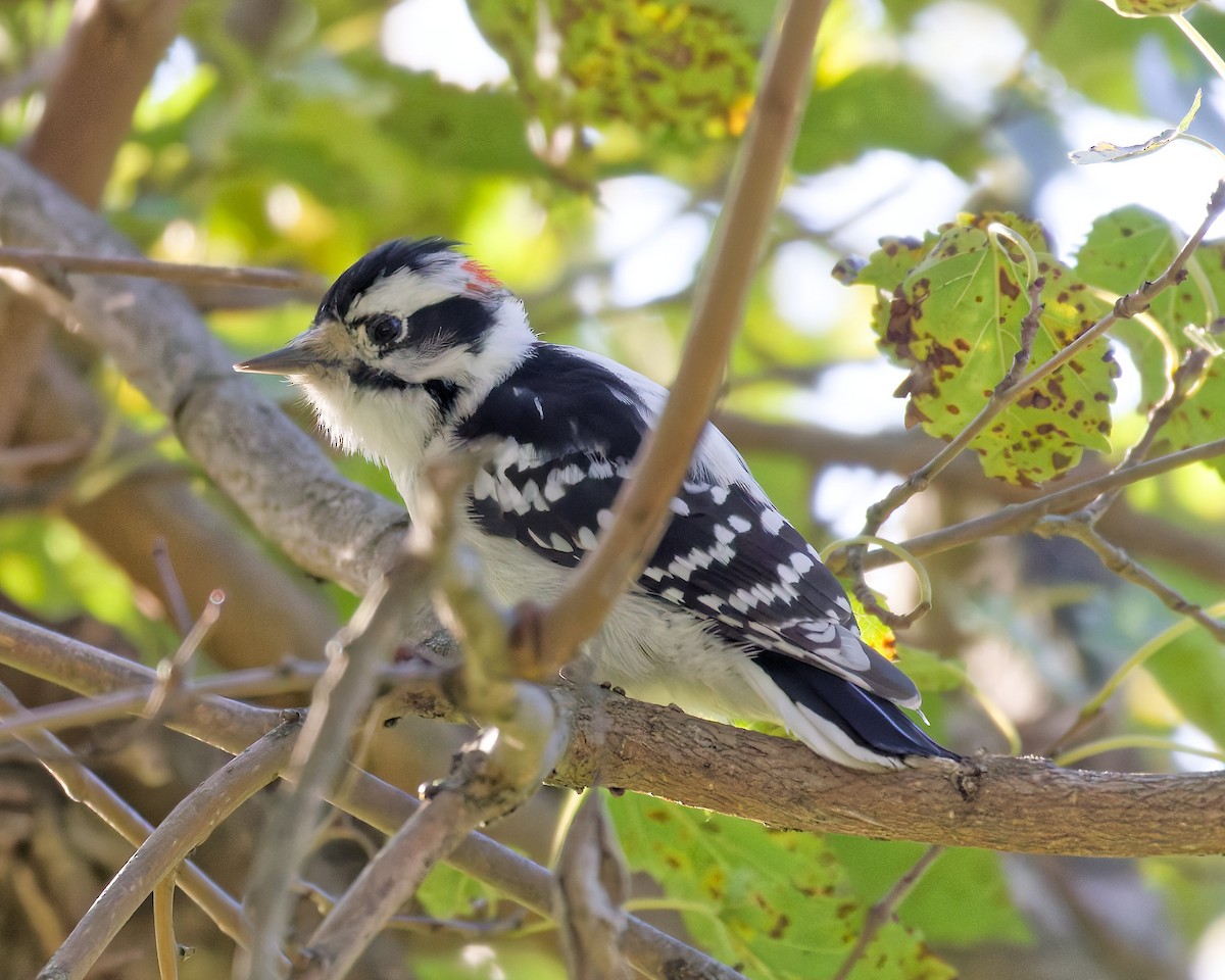 Downy Woodpecker - ML643844472