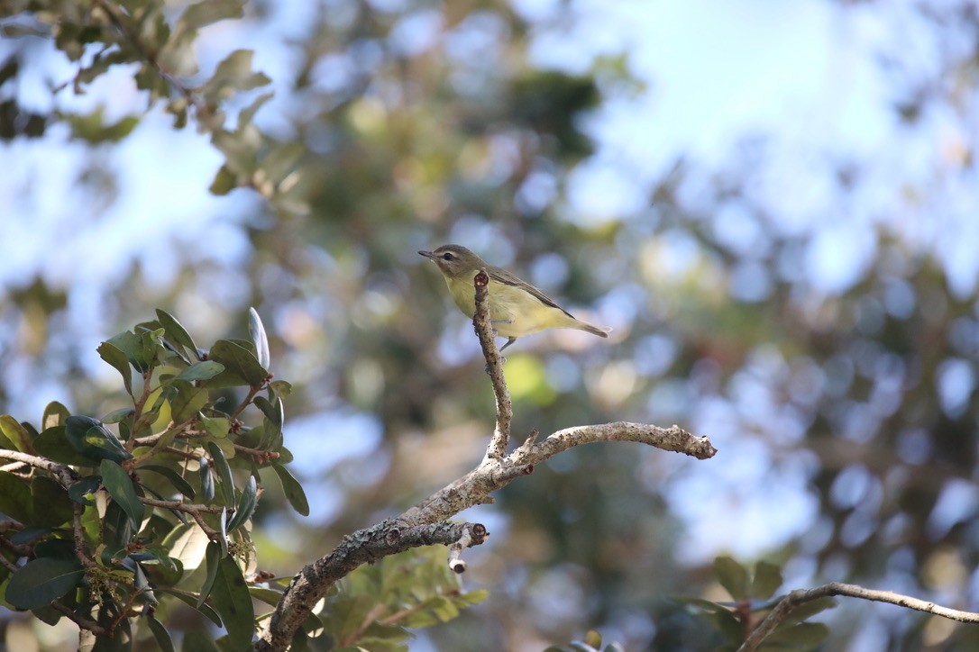Philadelphia Vireo - ML643844474