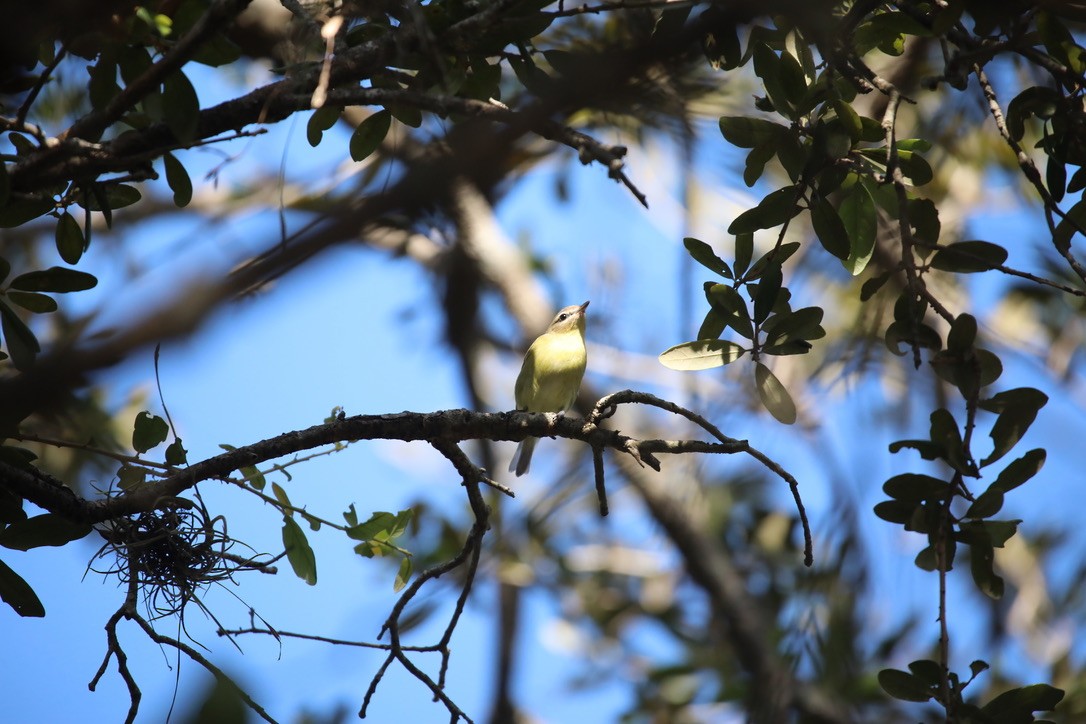 Philadelphia Vireo - ML643844482