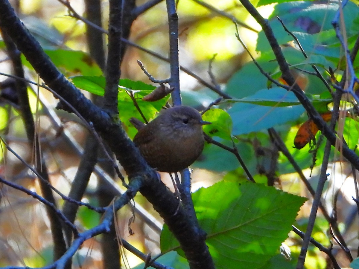 Winter Wren - ML643844483