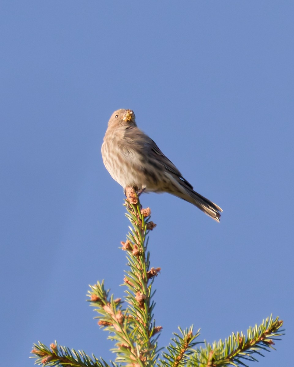 House Finch - ML643844486