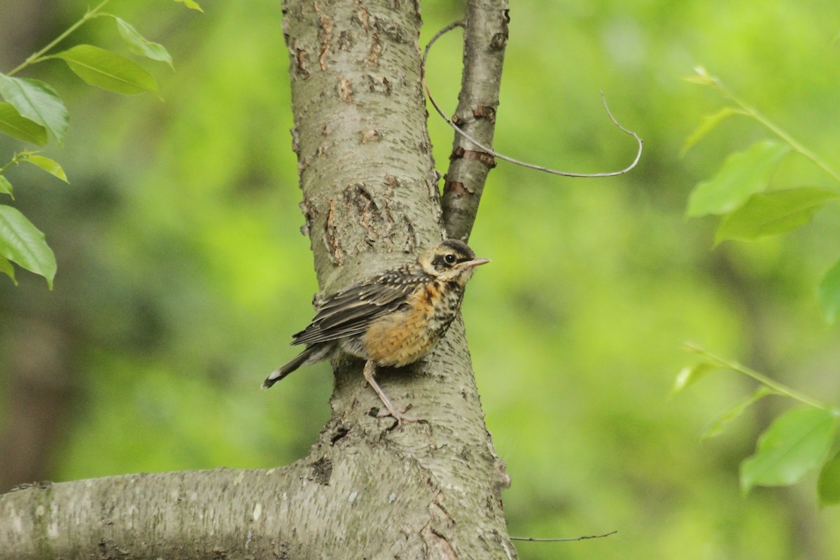 vandretrost - ML643844489