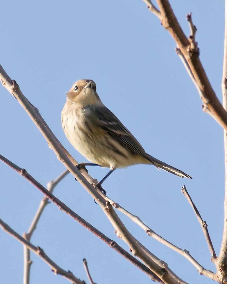 Yellow-rumped Warbler - ML643844494