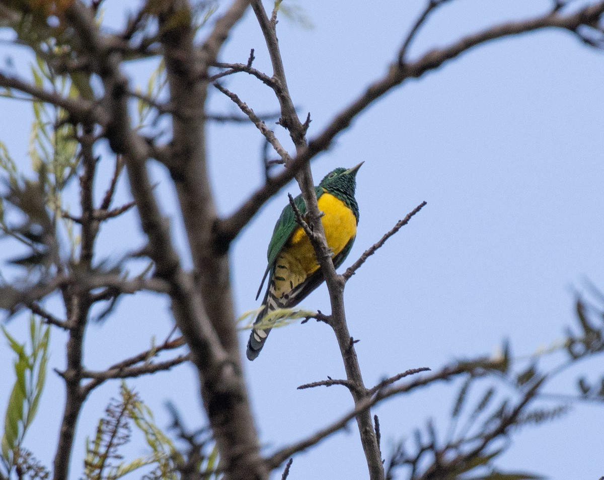 African Emerald Cuckoo - ML643844496