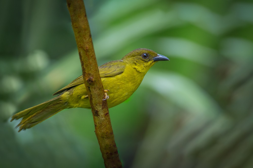 Mitrospin viréon - ML643844498