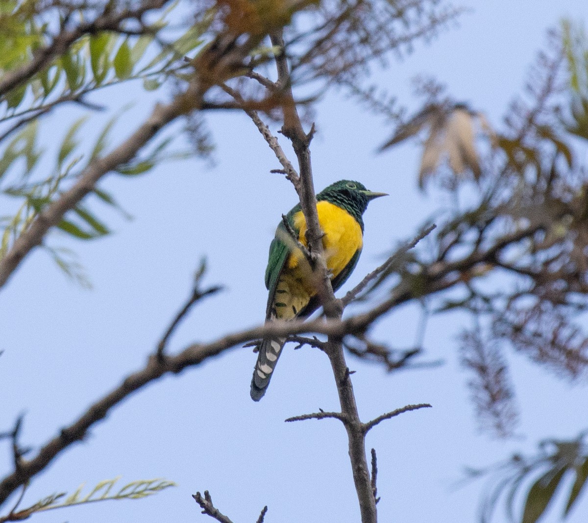 African Emerald Cuckoo - ML643844500