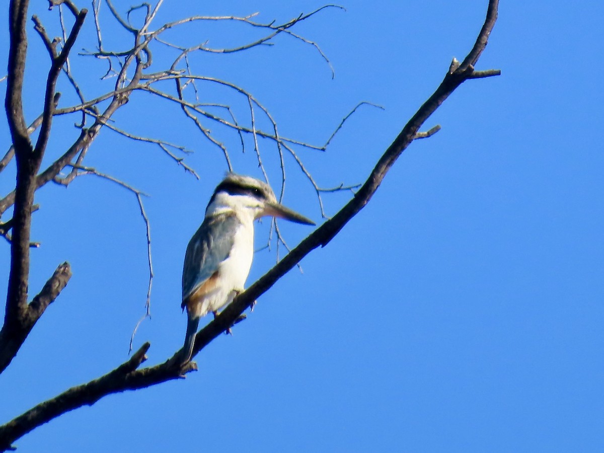Red-backed Kingfisher - ML643844502