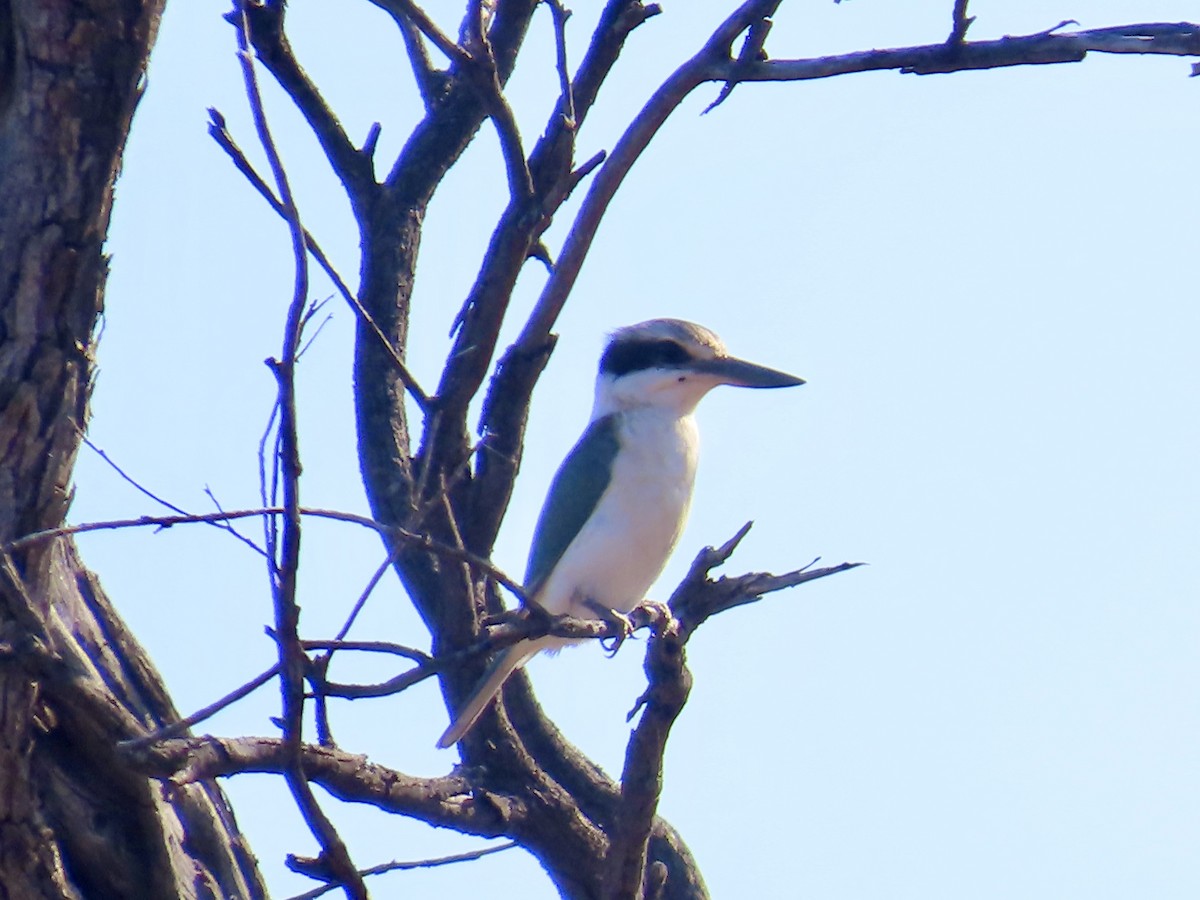 Red-backed Kingfisher - ML643844503