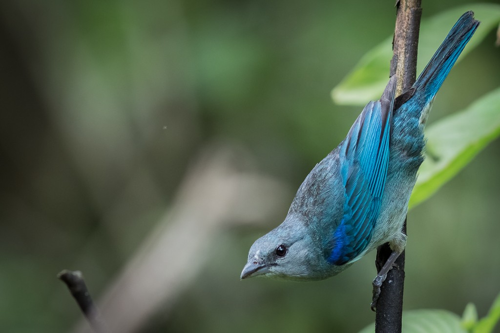 Azure-shouldered Tanager - ML643844509